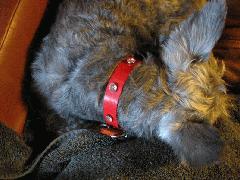 Dog-Collars-Red-PinkStones.jpg
